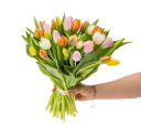 Bouquet of tulips